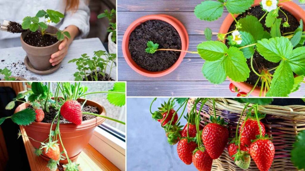 10 Genius Tips to Grow Strawberries Indoors Like a Pro