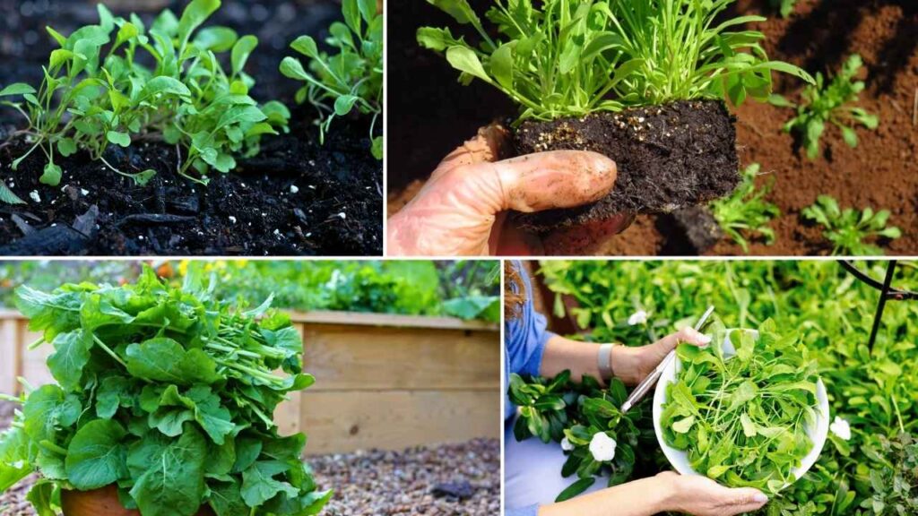 6 Best Amazing Tips for Growing Arugula at Home Easily