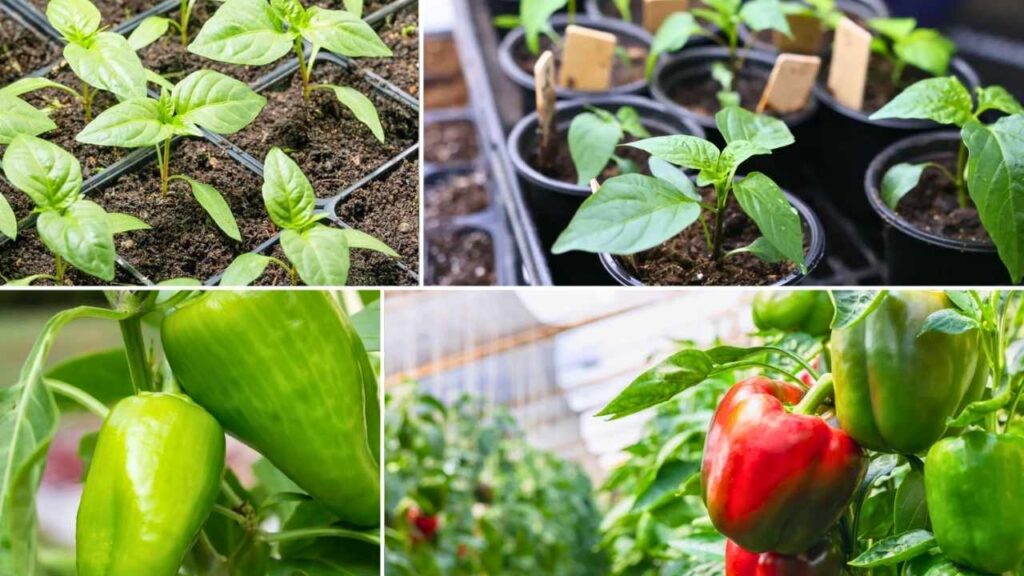 7 Proven Tips to Grow Perfect Peppers from Seeds at Home (Beginner Friendly!)