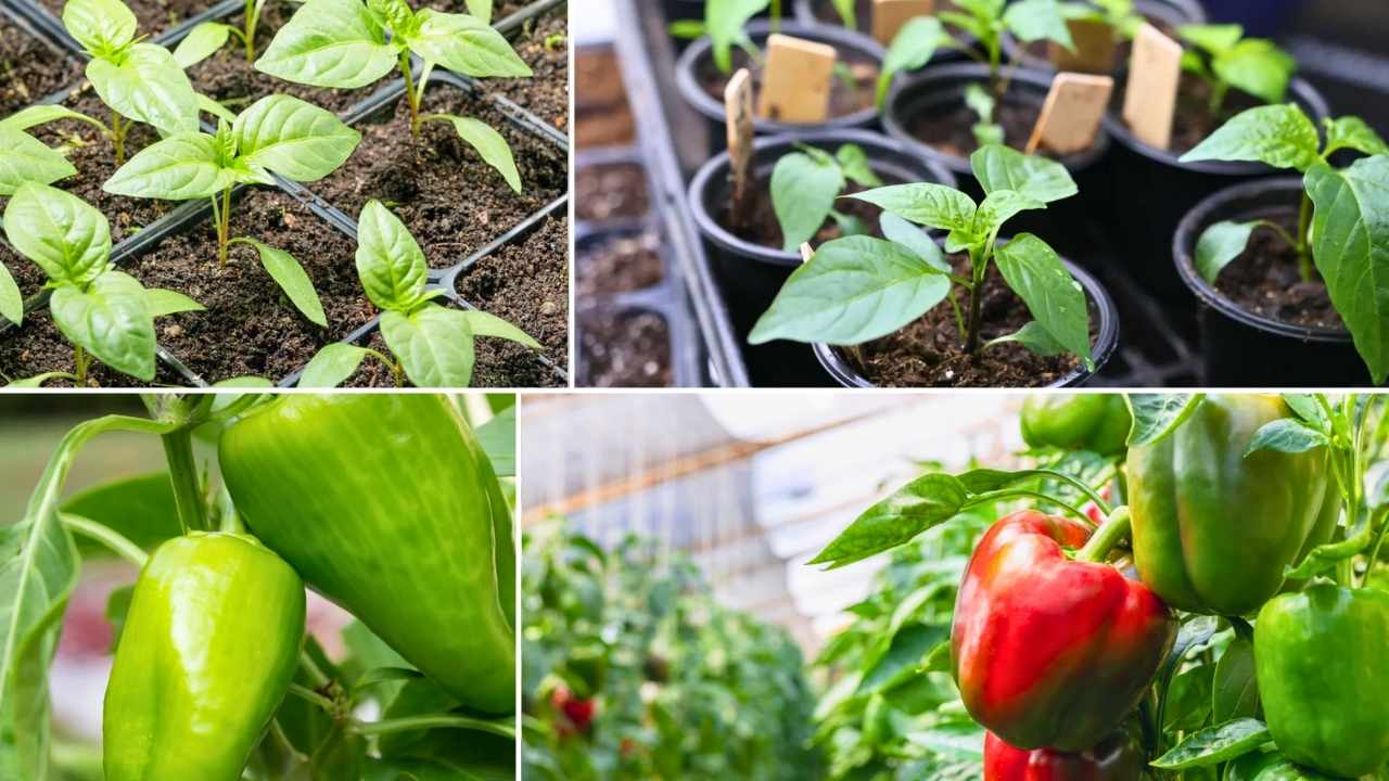 7 Proven Tips to Grow Perfect Peppers from Seeds at Home (Beginner Friendly!)