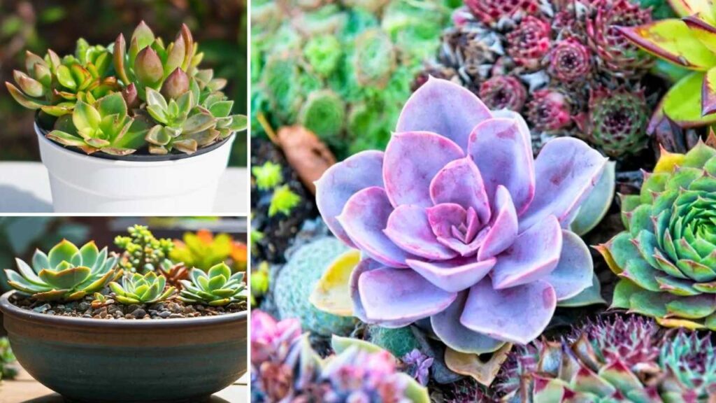 8 Best Succulents That Thrive in Pots – Low-Water Beauties for Every Home