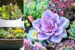 8 Best Succulents That Thrive in Pots – Low-Water Beauties for Every Home