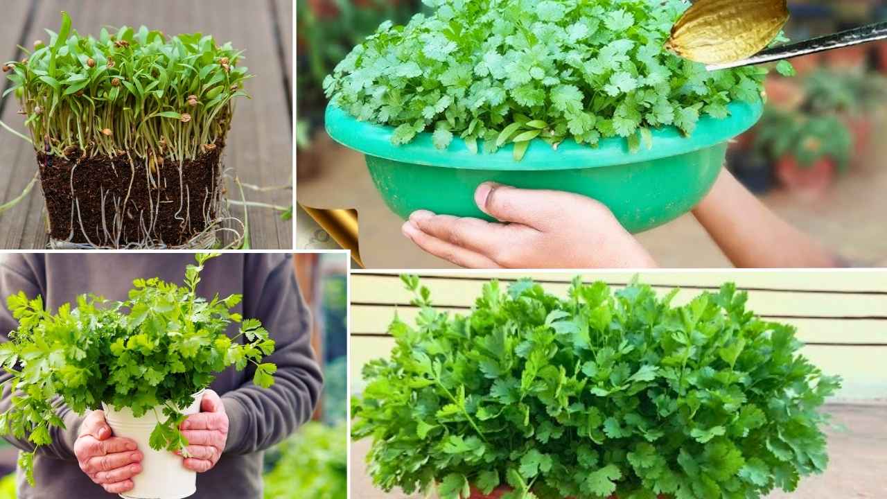 Amazing 7 Tips to Grow Fresh and Healthy Coriander at Home