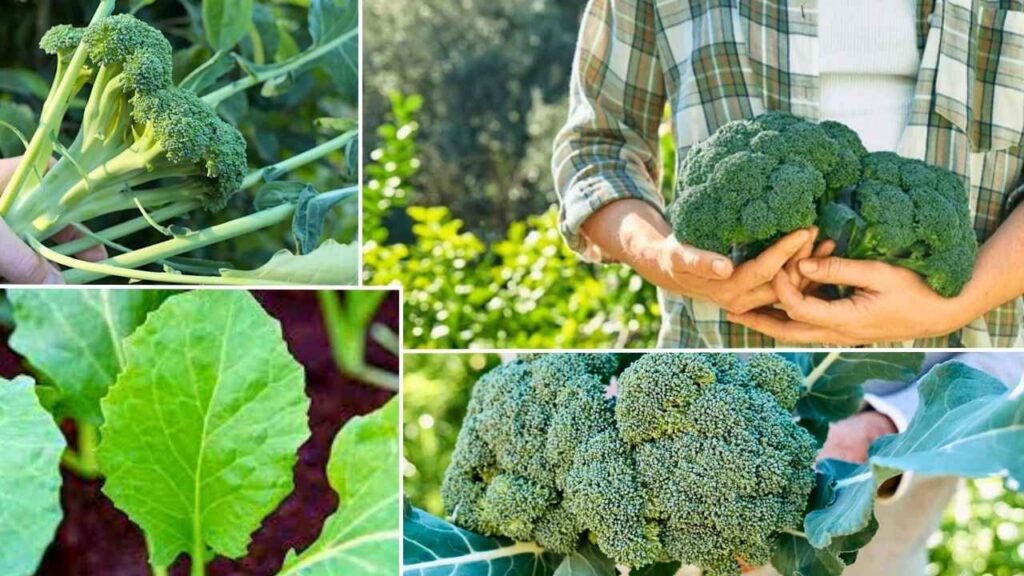 Broccoli Harvest Secrets: Farmers Reveal the Perfect Time for Peak Flavor