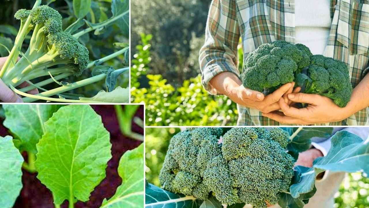 Broccoli Harvest Secrets: Farmers Reveal the Perfect Time for Peak Flavor