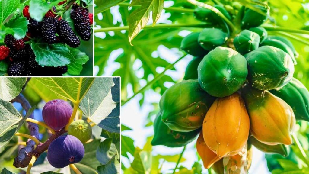 Fastest Growing Fruit Trees for Your Backyard – Quick Results, Big Flavor