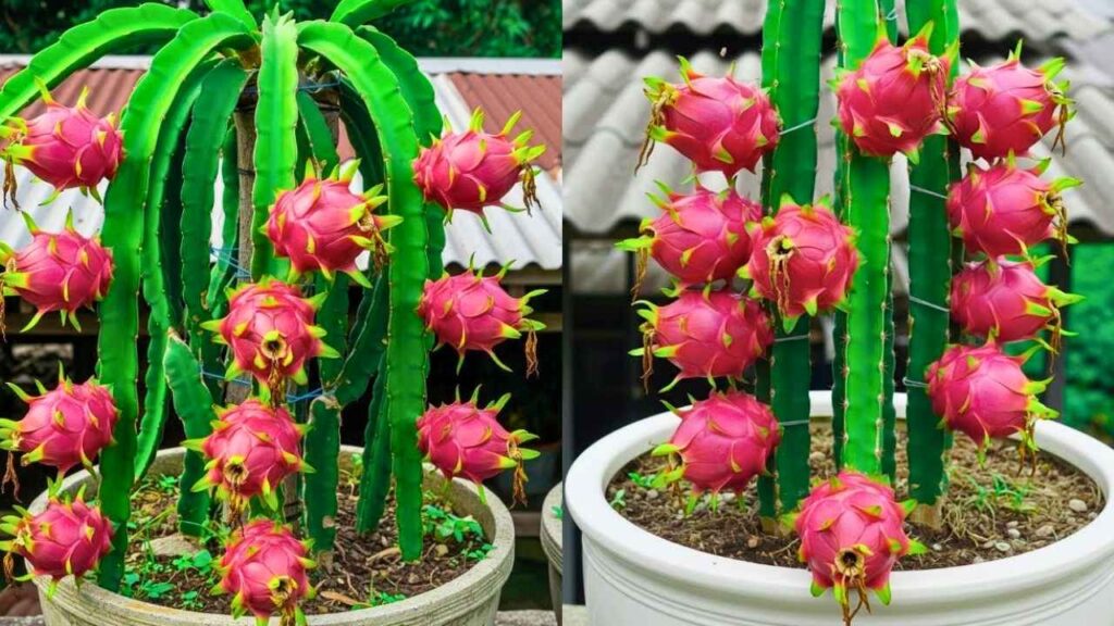 Grow Dragon Fruit at Home: Balcony Container Gardening Made Easy