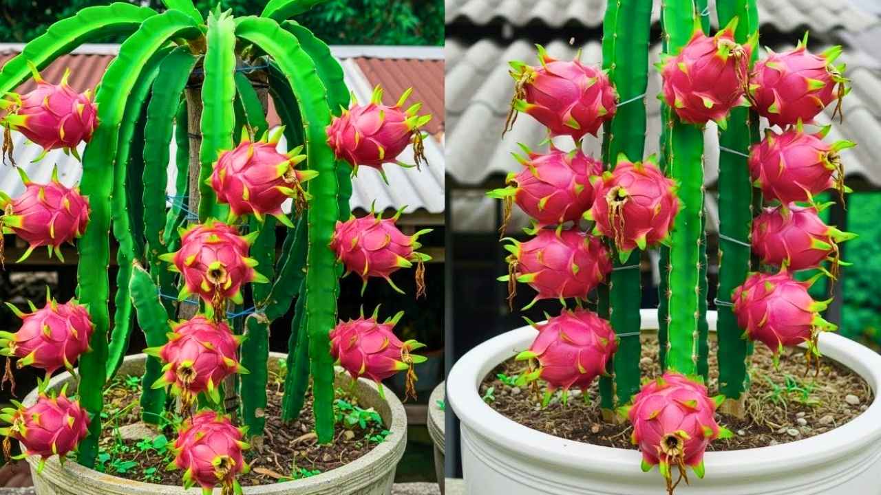 Grow Dragon Fruit at Home: Balcony Container Gardening Made Easy