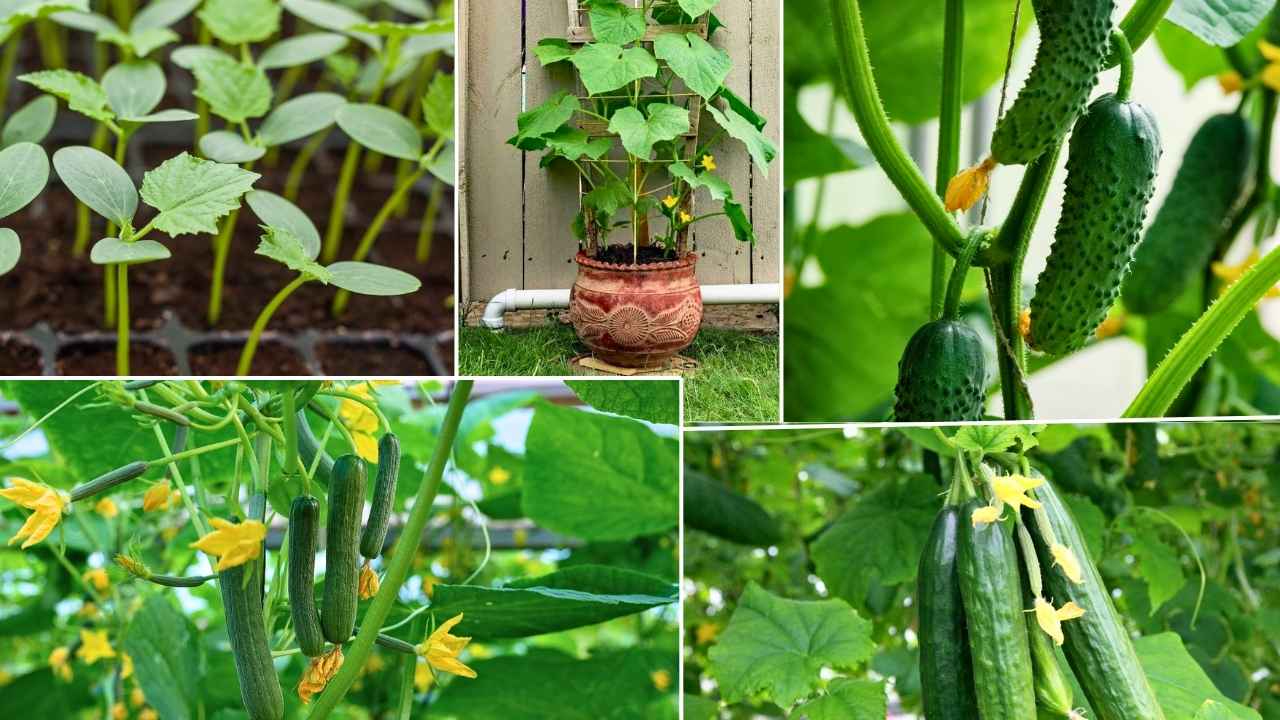Amazing 7 Tips to Grow Fresh and Healthy Cucumbers at Home