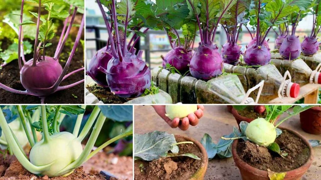 How to Grow Kohlrabi at Home: The Cool-Season Gem for Crisp, Healthy Harvests