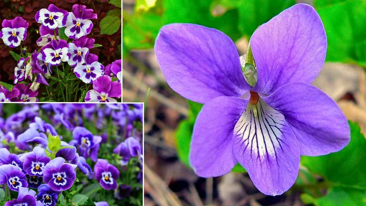 How to Grow Violas (Viola Odorata): 7 Easy Tips for Beautiful Blooms at Home