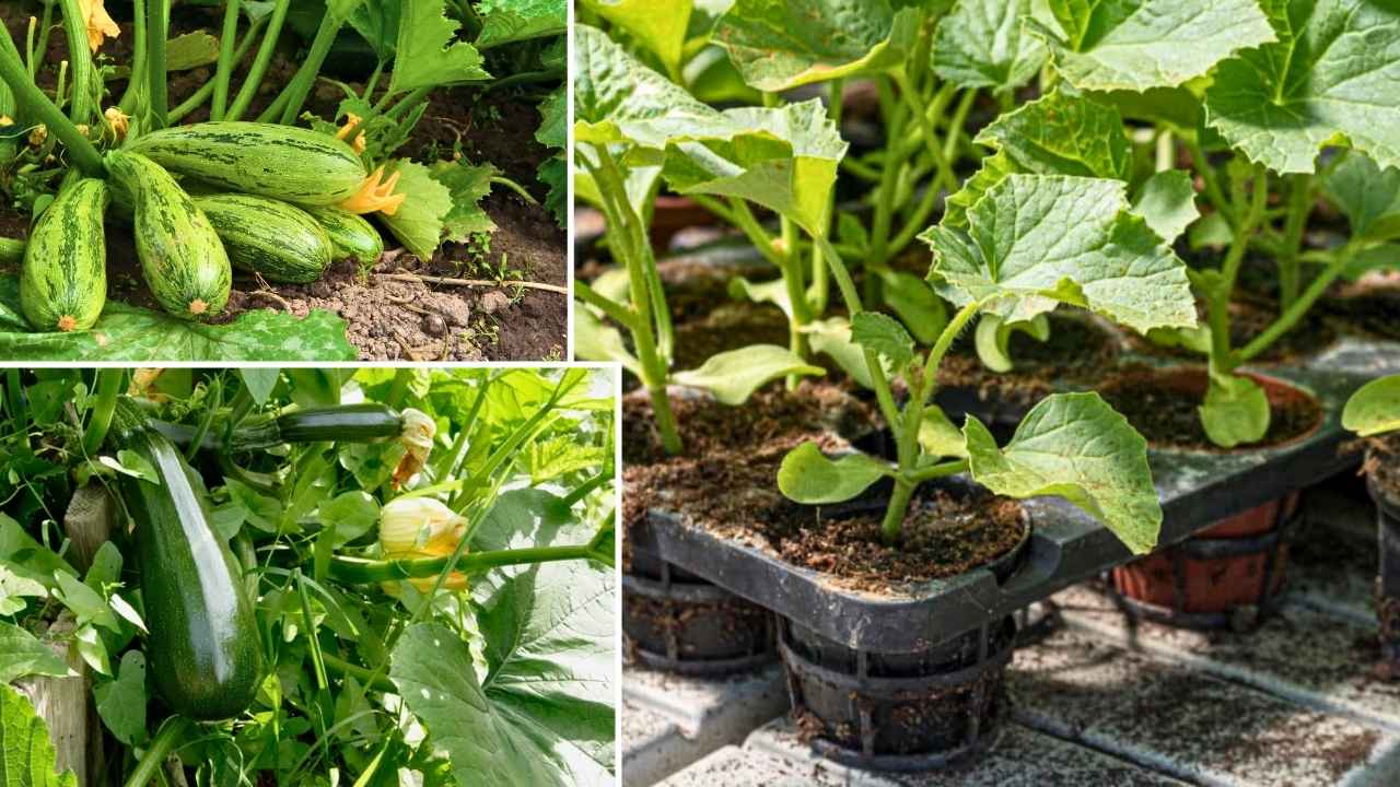 The Secret Fall Gardening Tip to Store Winter Squash Like a Pro